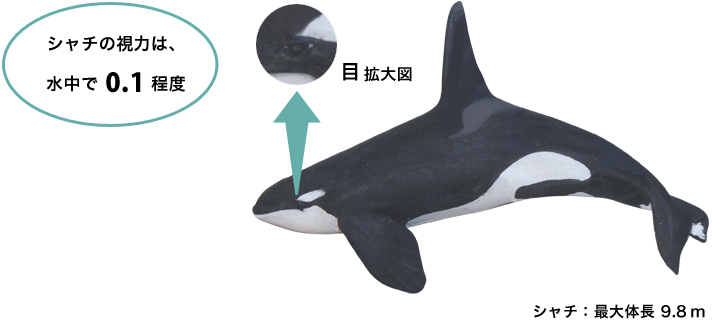 Site eco mirukiku 01