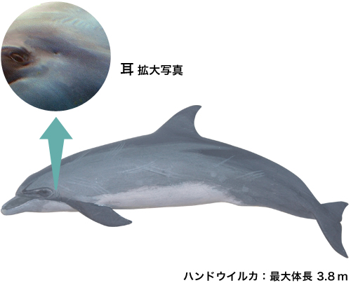 Site eco mirukiku 04